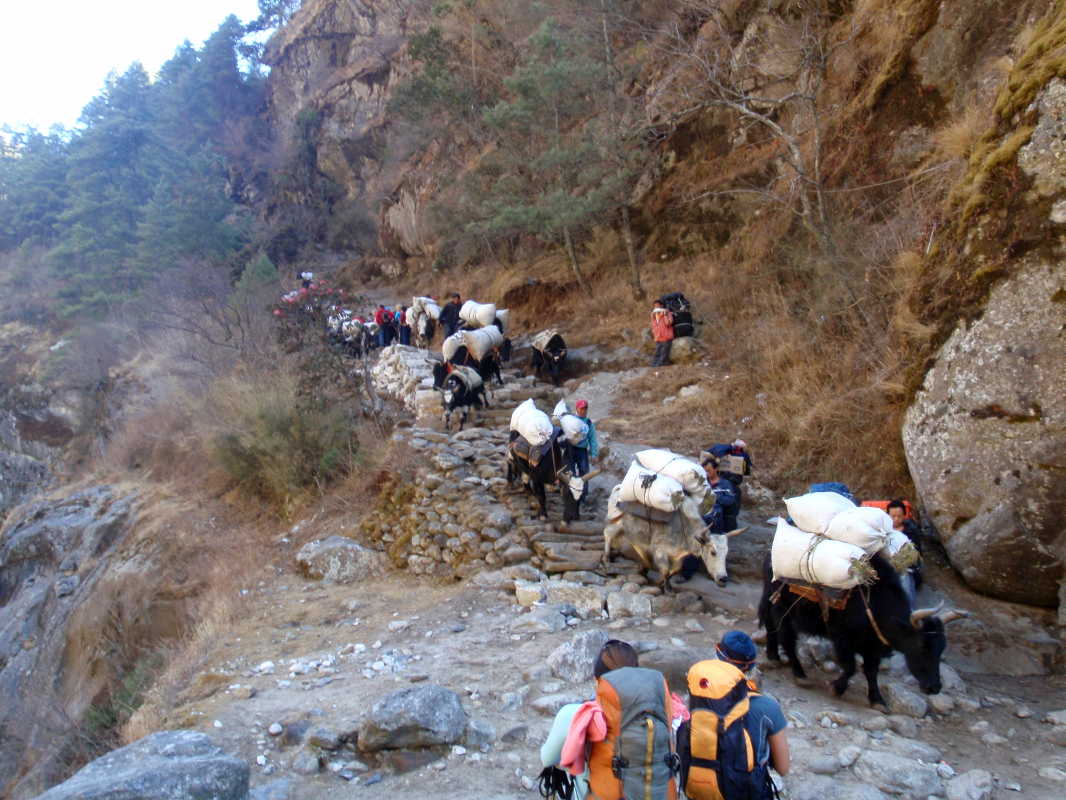 Yak train